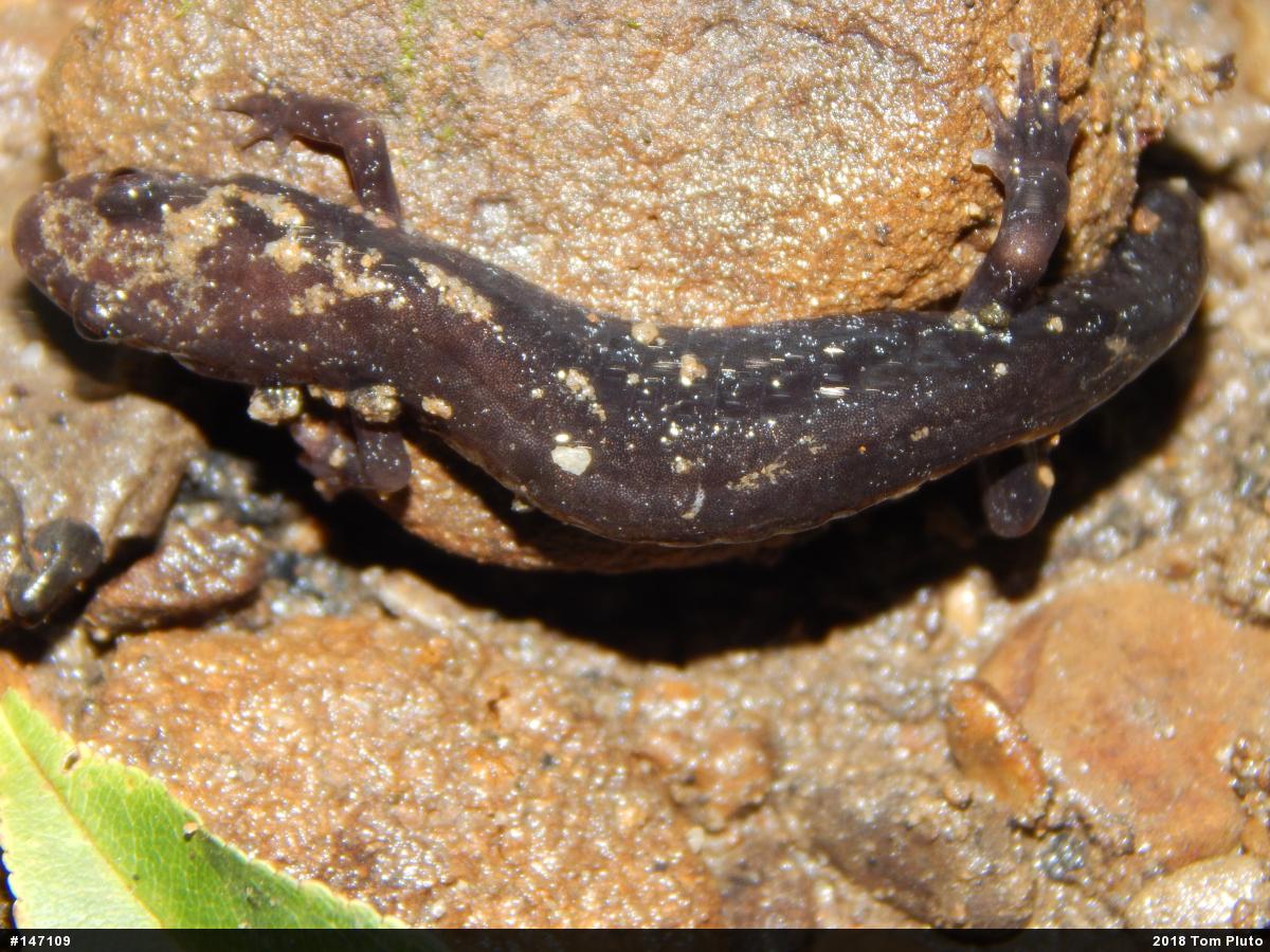 Allegheny Mountain Dusky Salamander