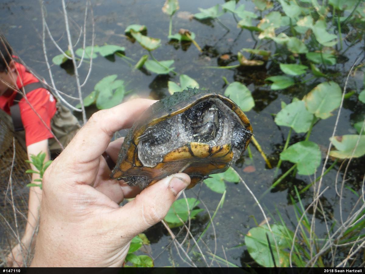 Eastern Musk Turtle