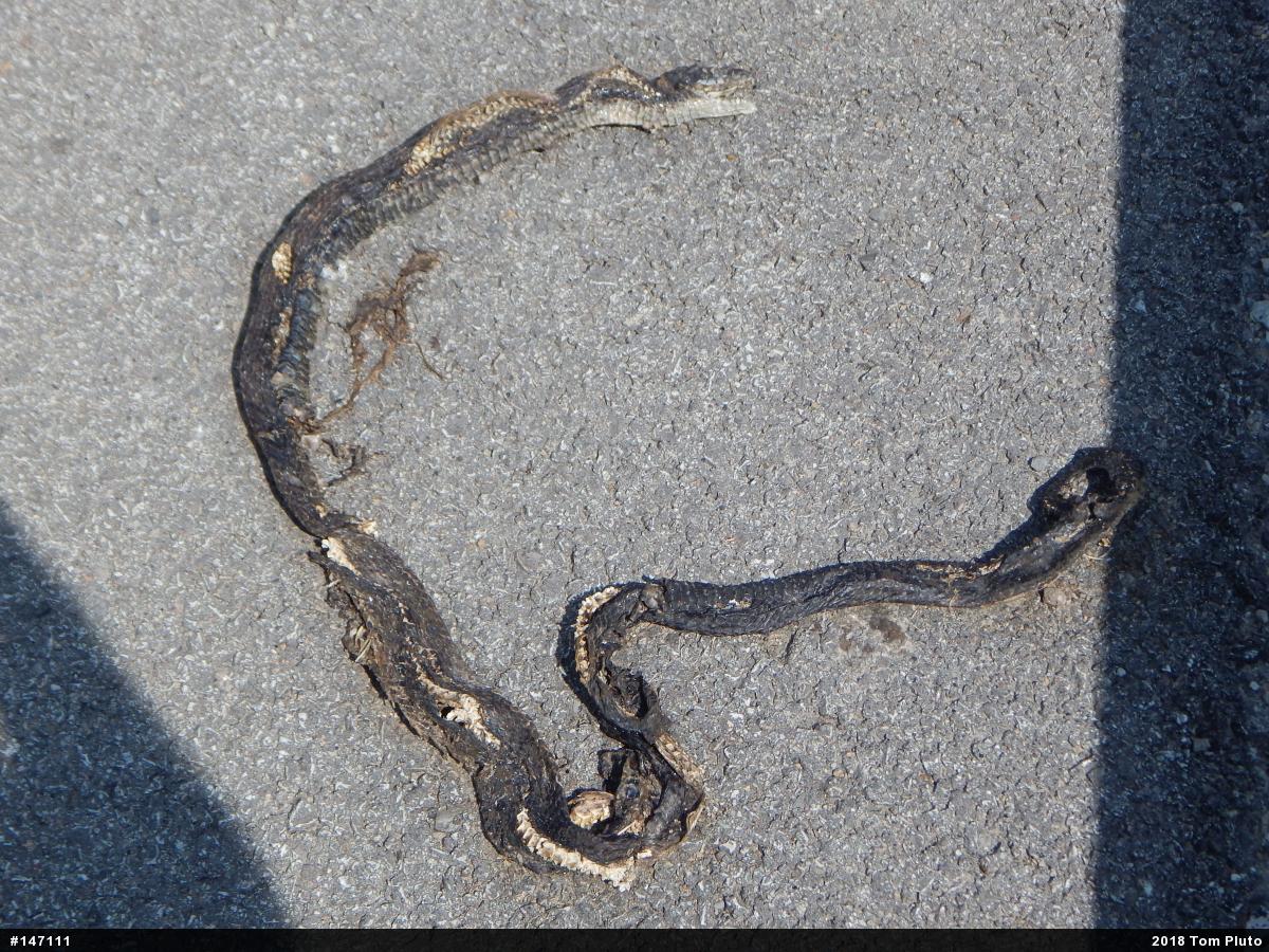 Eastern Ratsnake