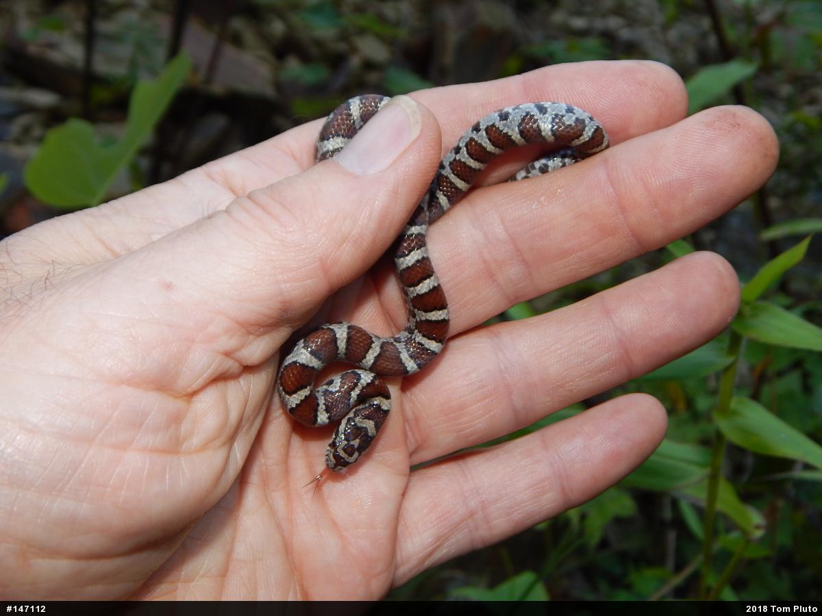 Eastern Milksnake