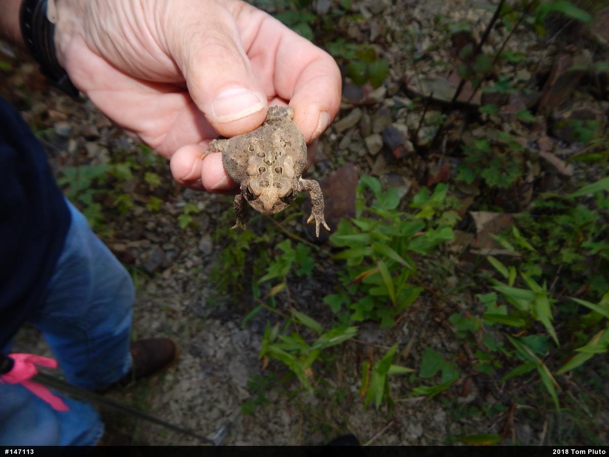 Eastern American Toad