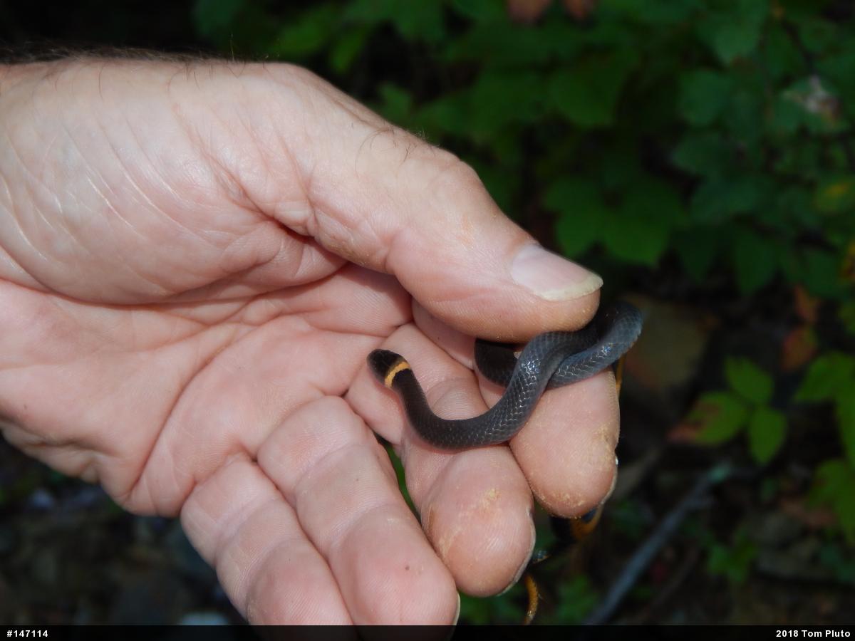 Northern Ring-necked Snake