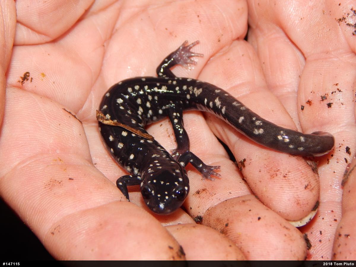 Northern Slimy Salamander
