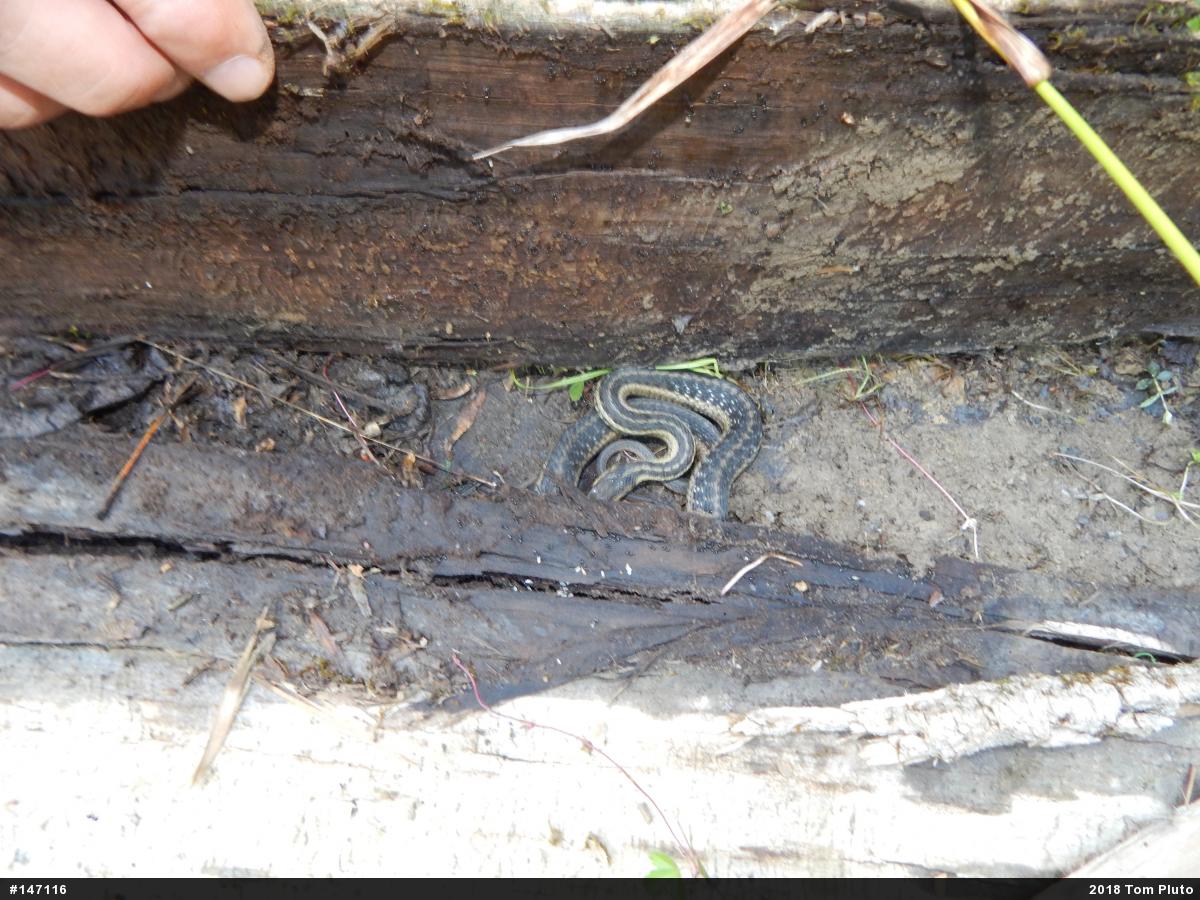 Eastern Gartersnake