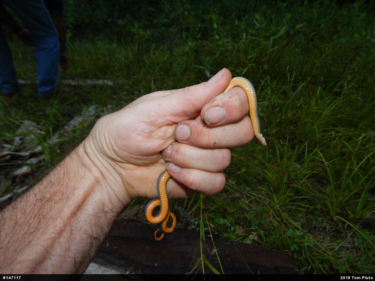 Northern Ring-necked Snake