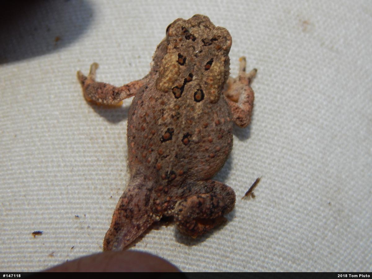 Eastern American Toad