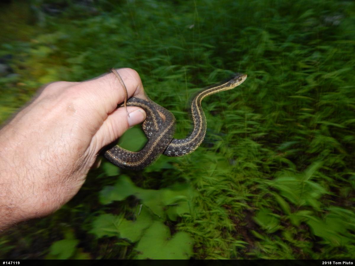 Eastern Gartersnake