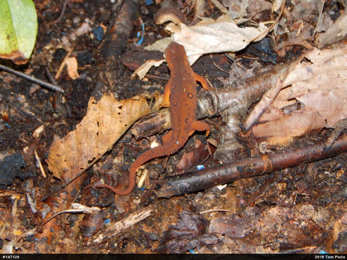 Red-spotted Newt