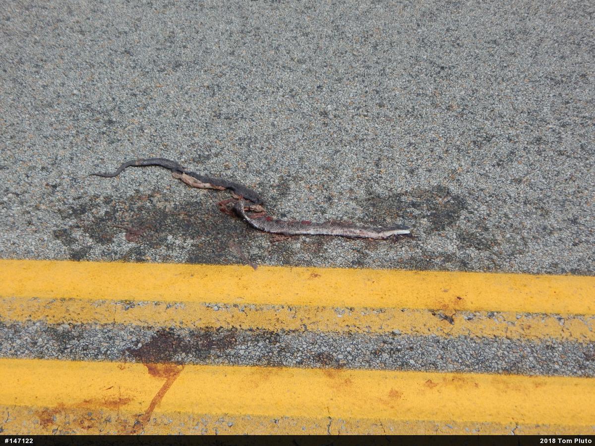 Eastern Ratsnake