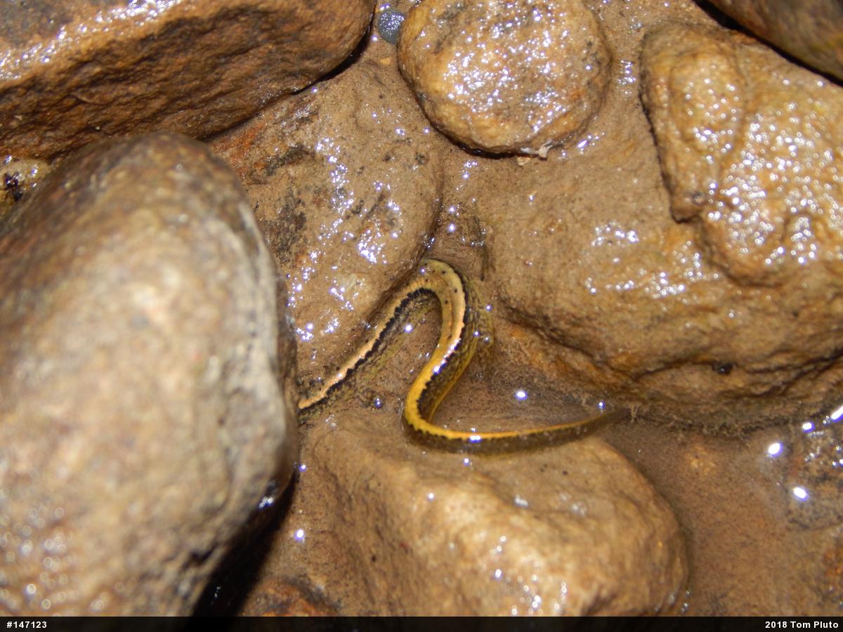 Northern Two-lined Salamander
