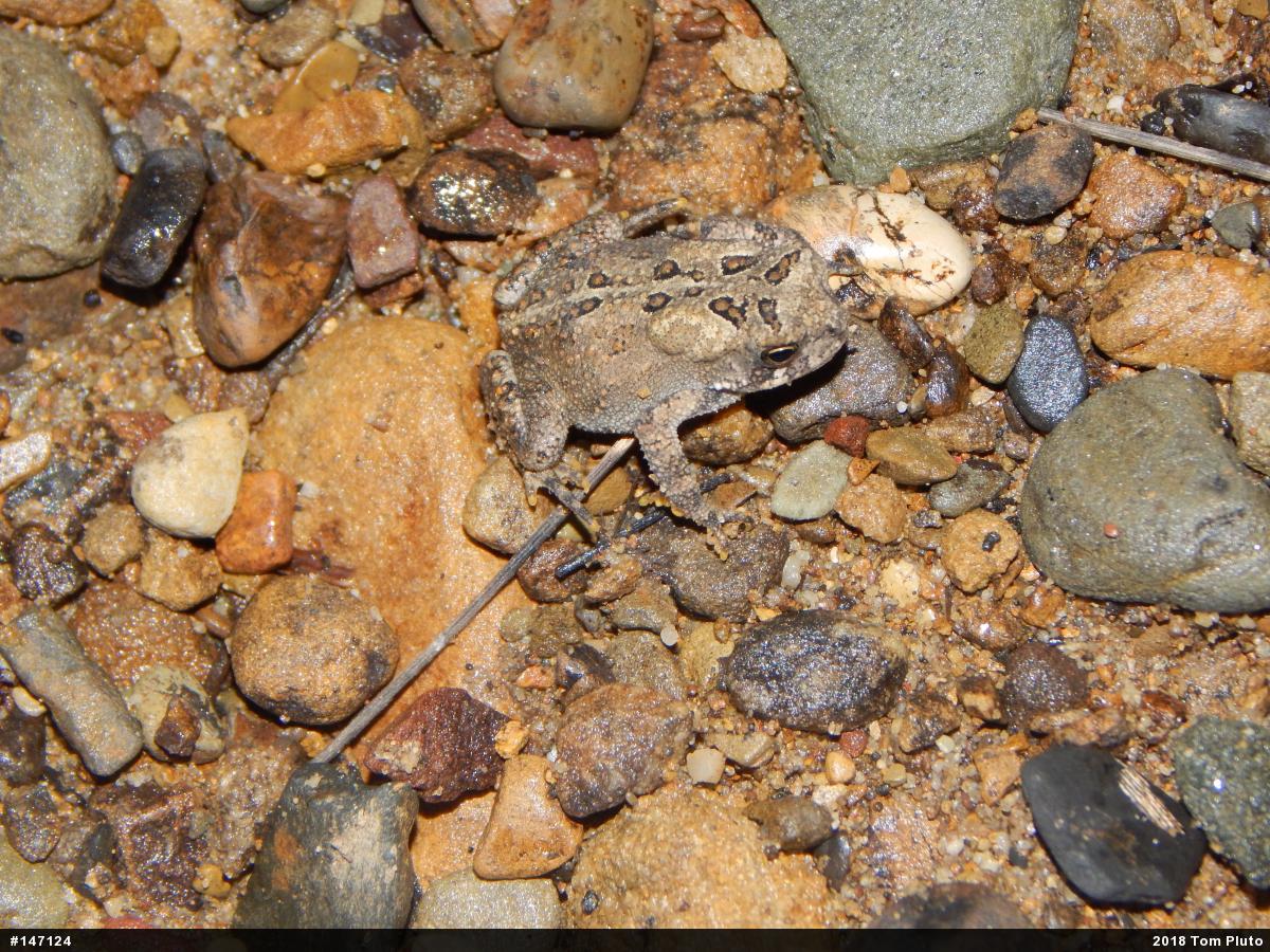 Eastern American Toad