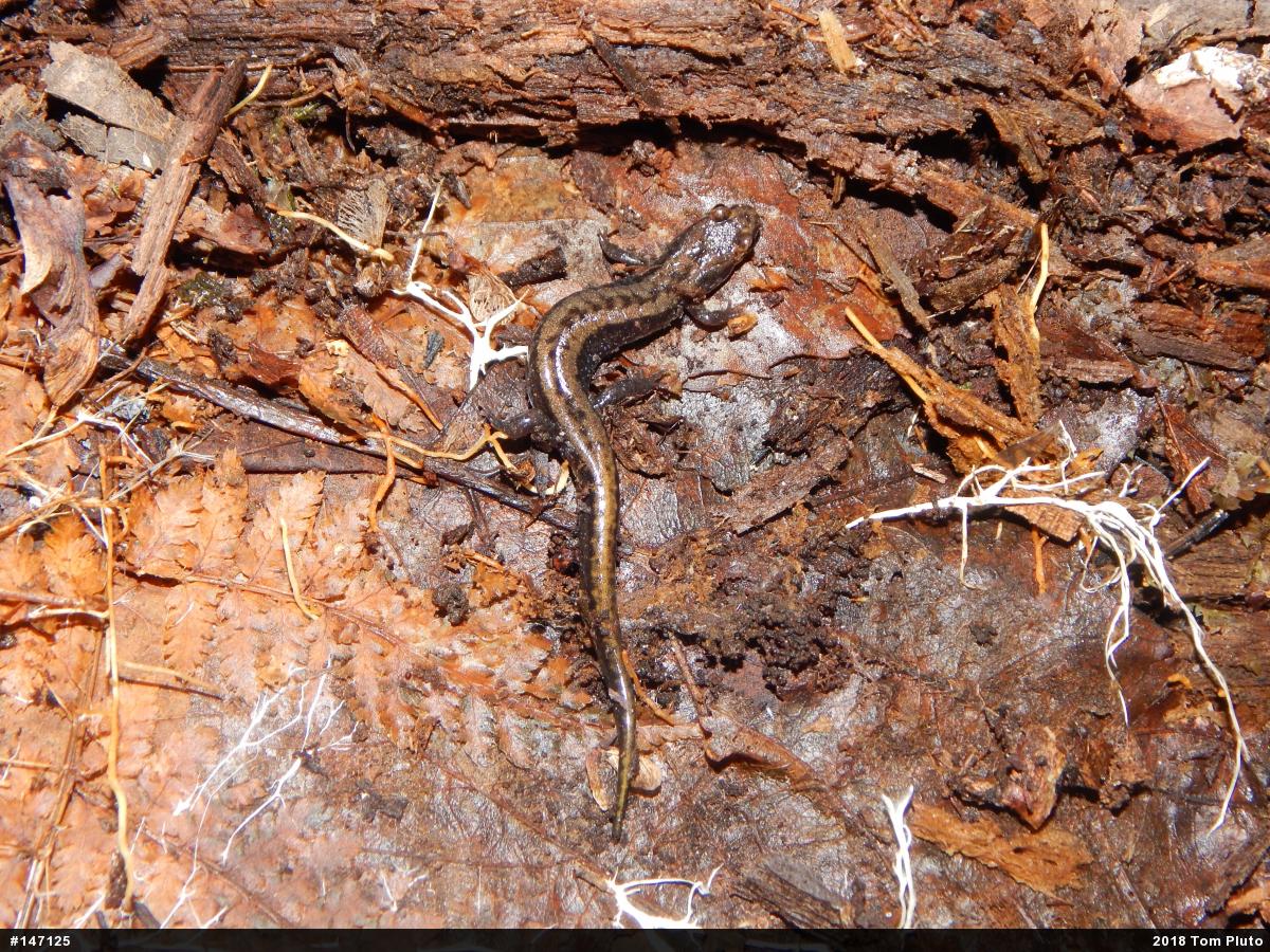 Allegheny Mountain Dusky Salamander