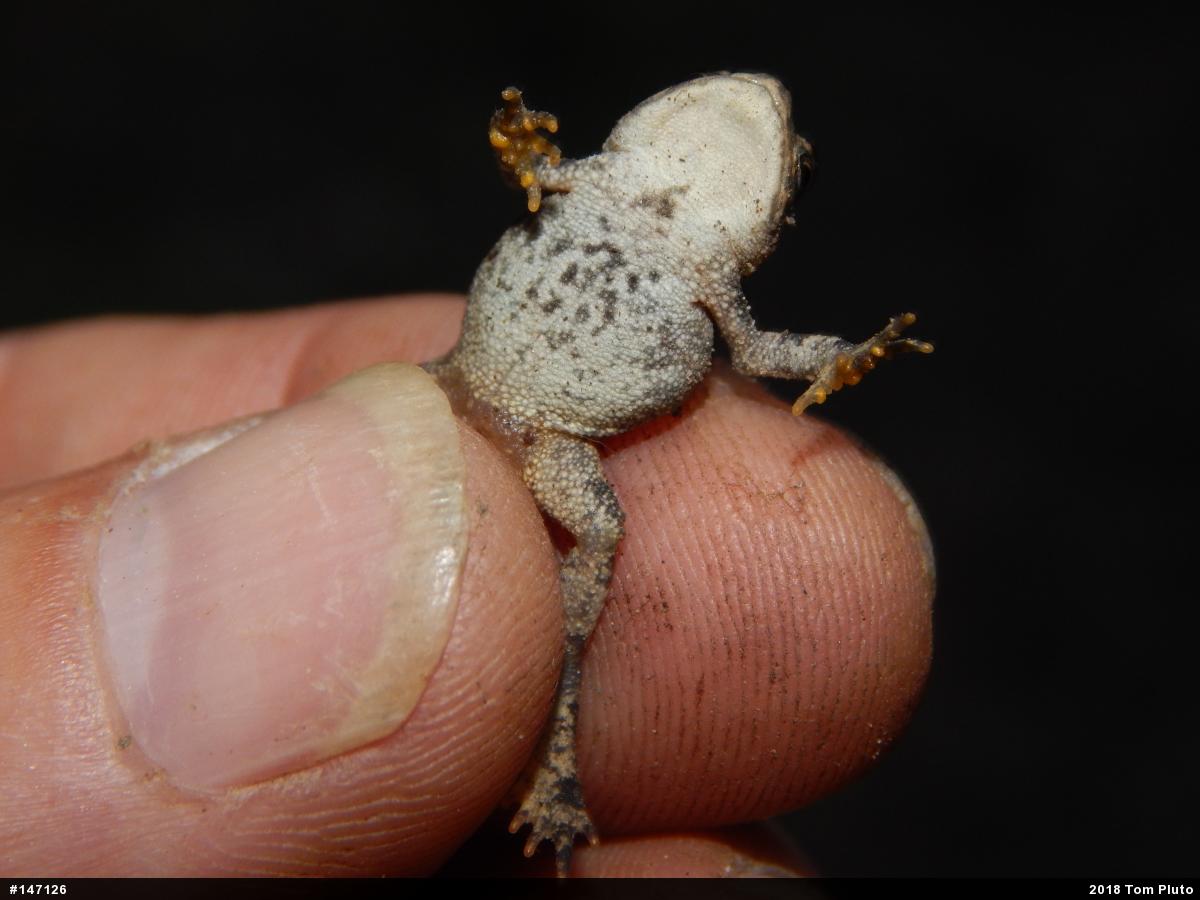 Eastern American Toad