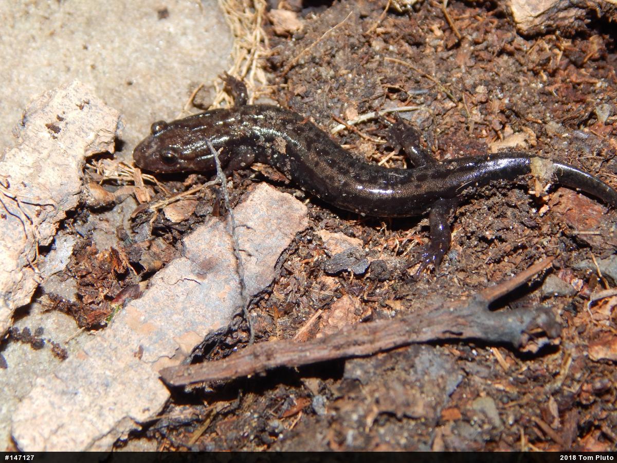 Allegheny Mountain Dusky Salamander