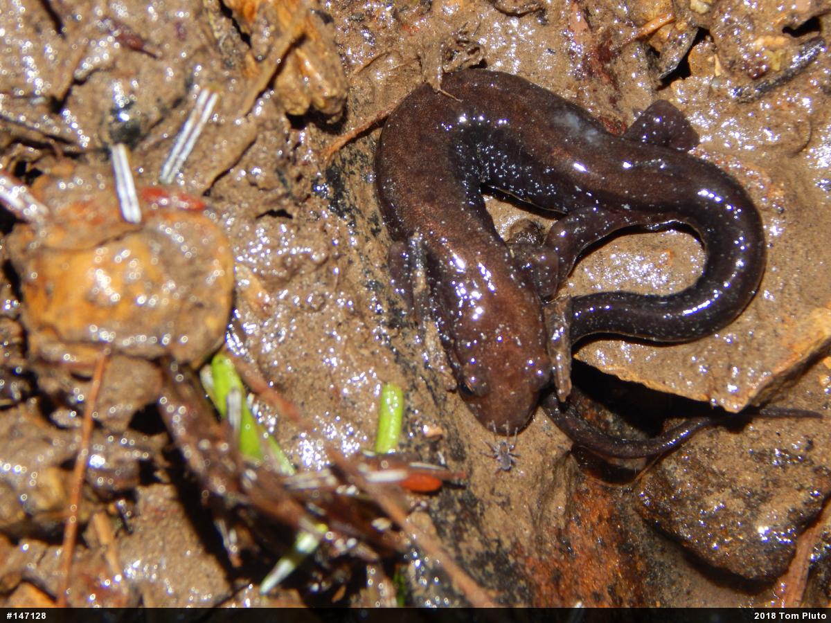 Allegheny Mountain Dusky Salamander