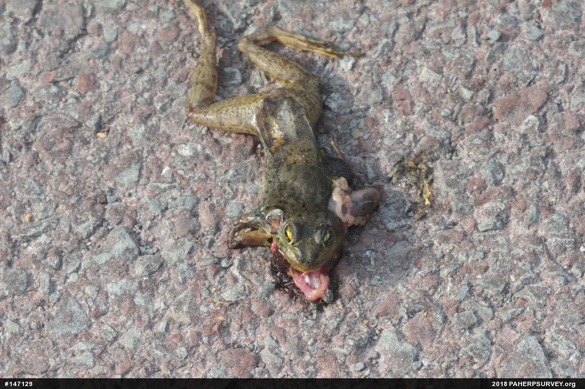 Green Frog
