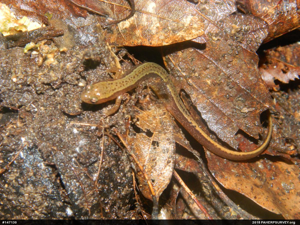 Northern Two-lined Salamander