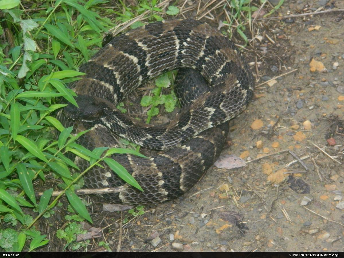 Timber Rattlesnake