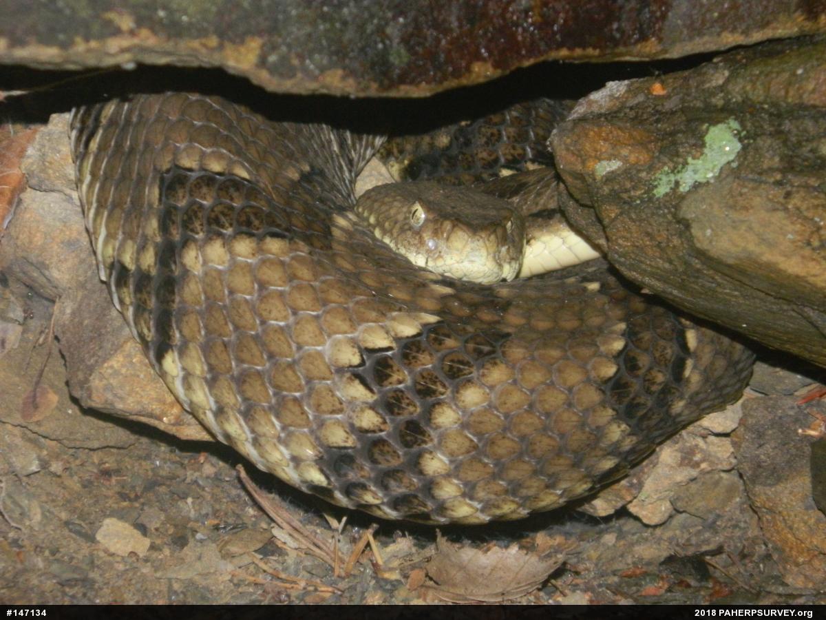 Timber Rattlesnake