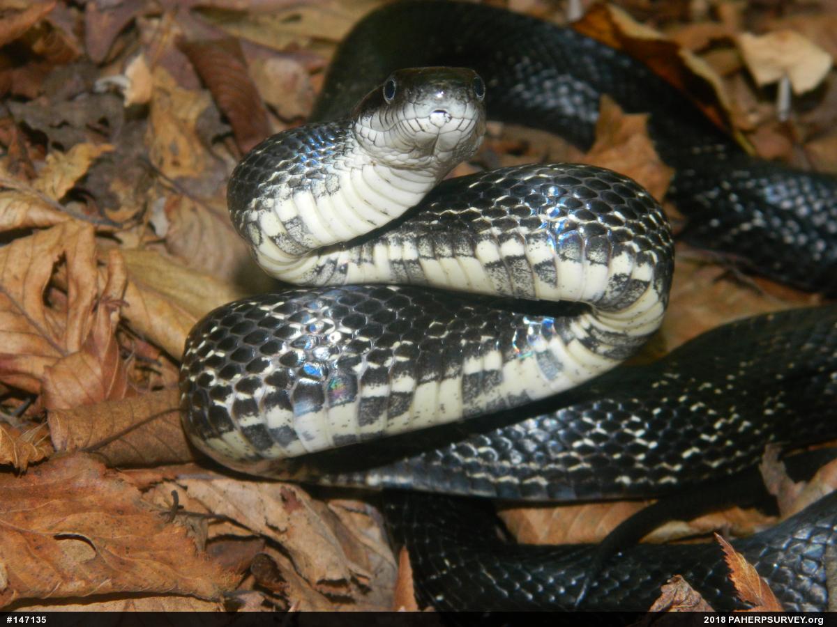 Eastern Ratsnake