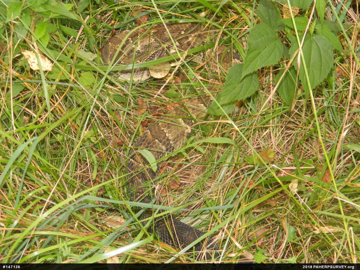Timber Rattlesnake