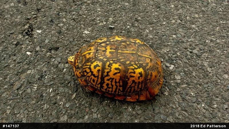 Eastern Box Turtle