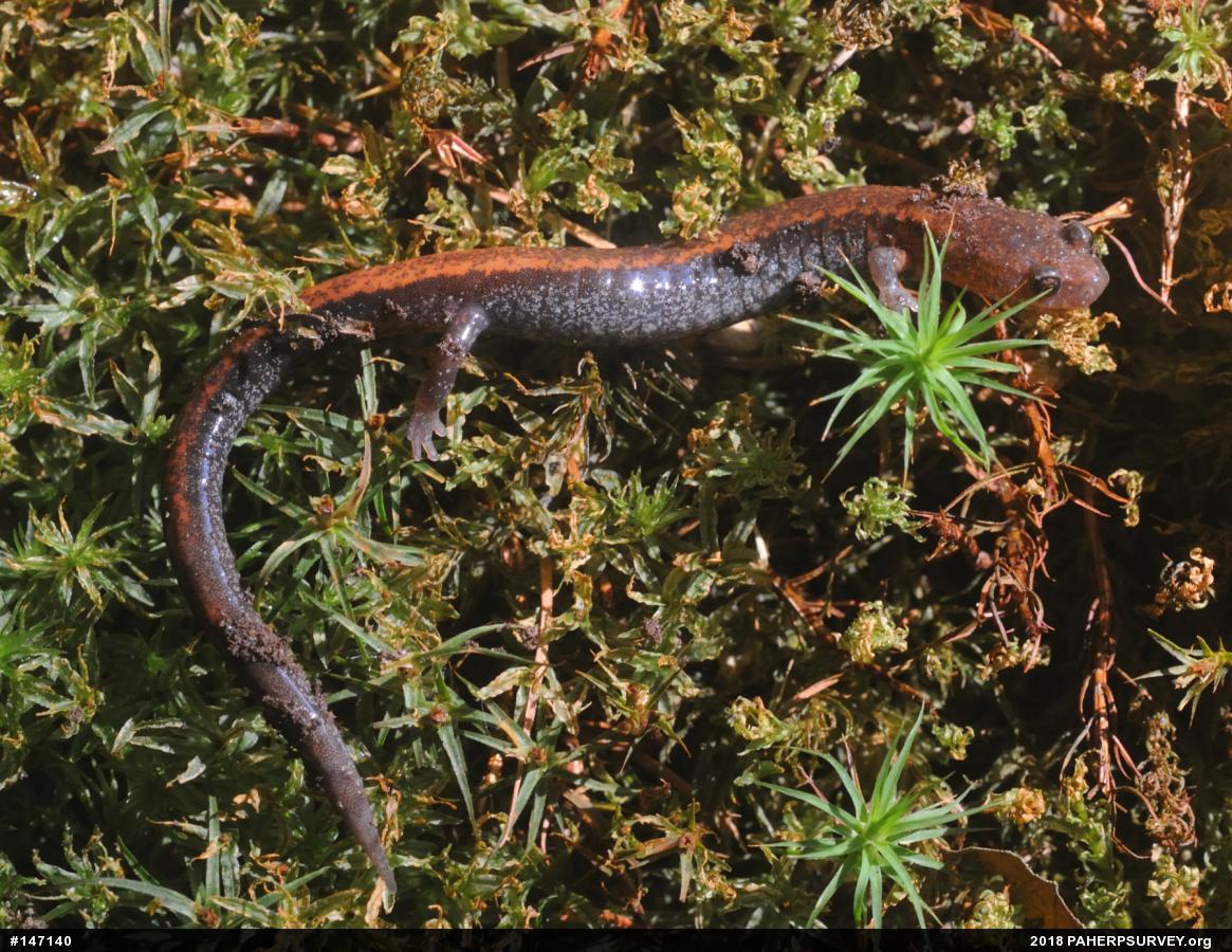 Eastern Red-backed  Salamander