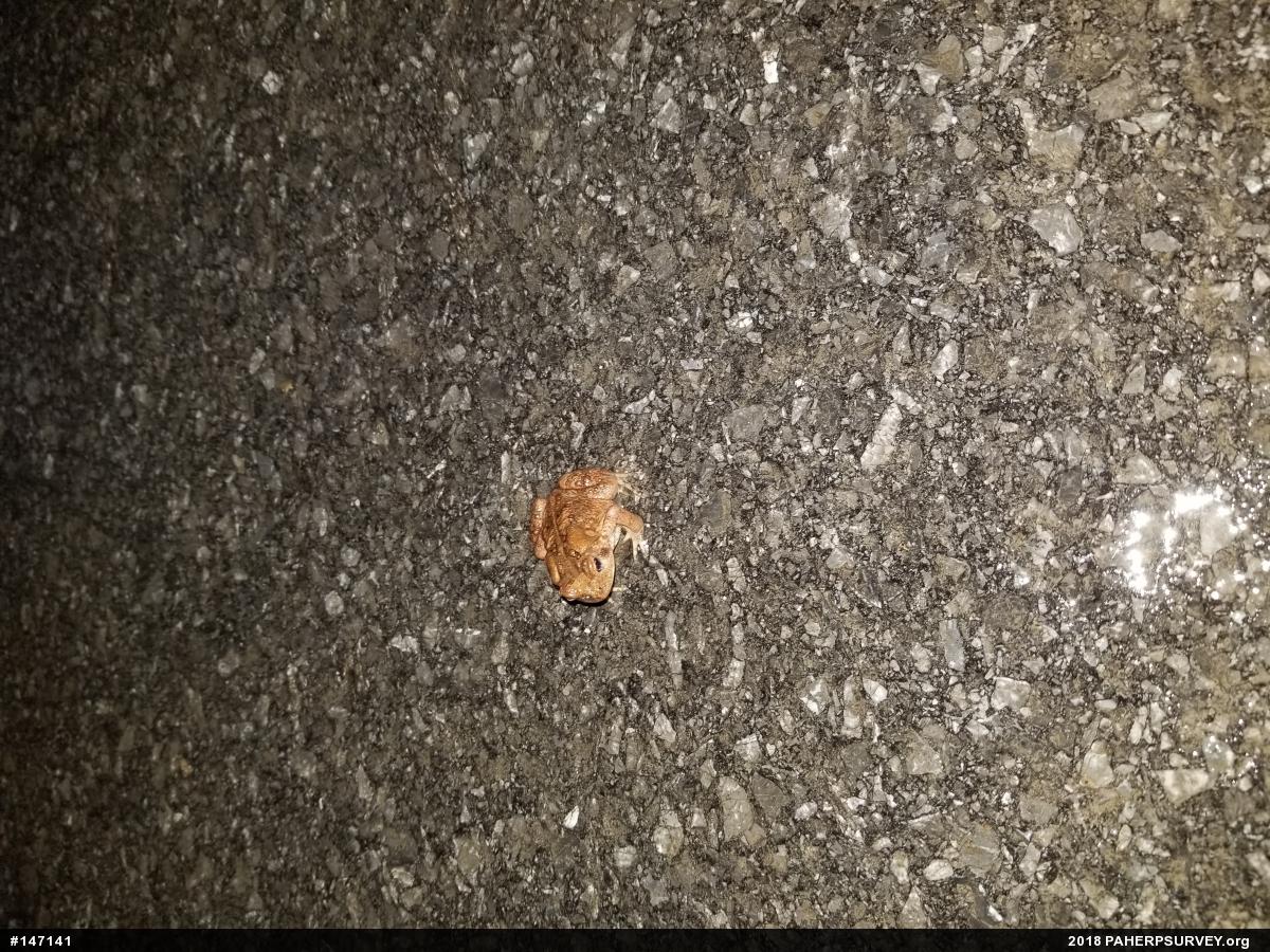 Eastern American Toad