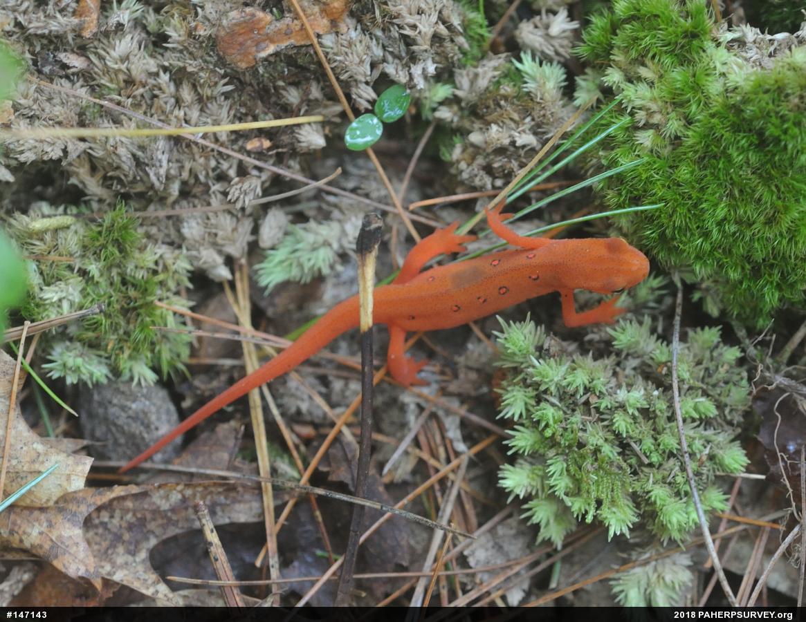 Red-spotted Newt