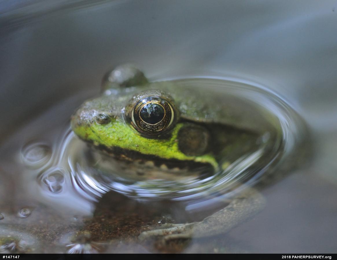 Green Frog