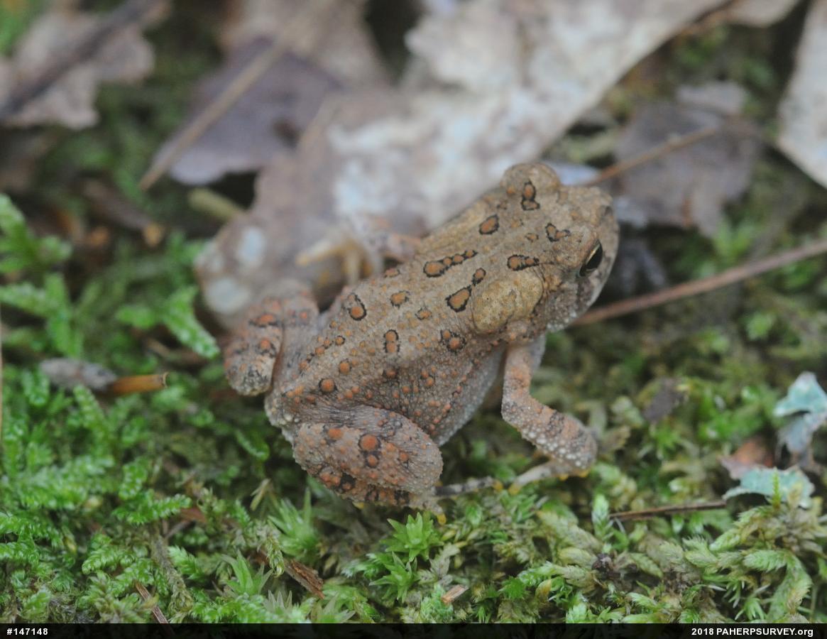 Eastern American Toad