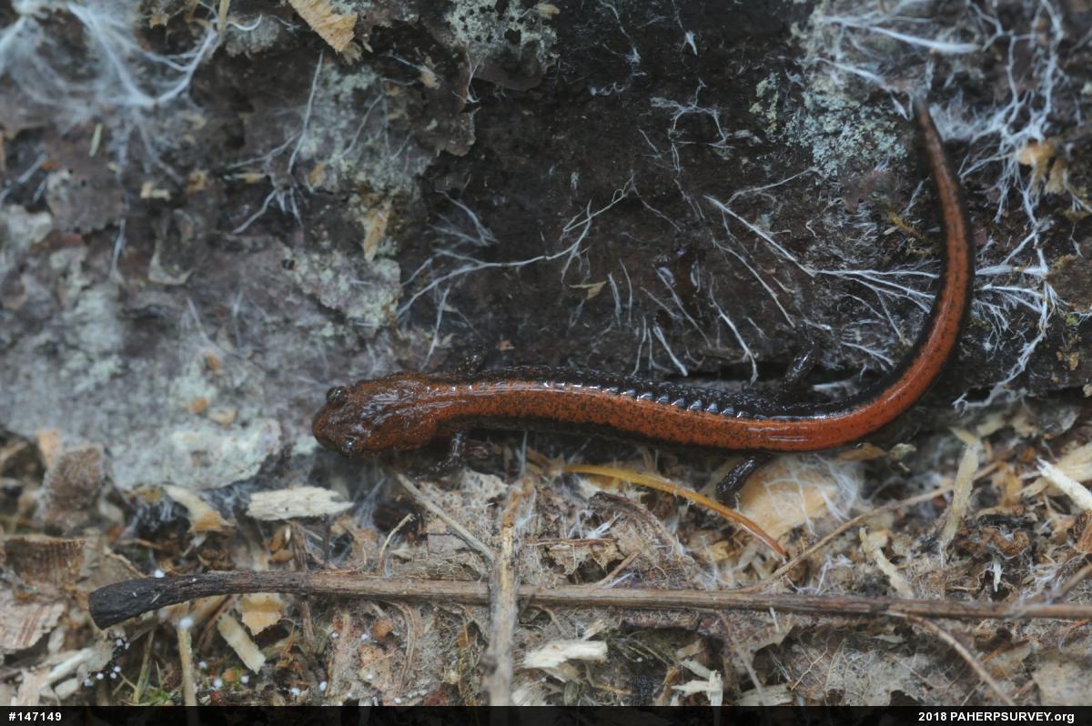 Eastern Red-backed  Salamander