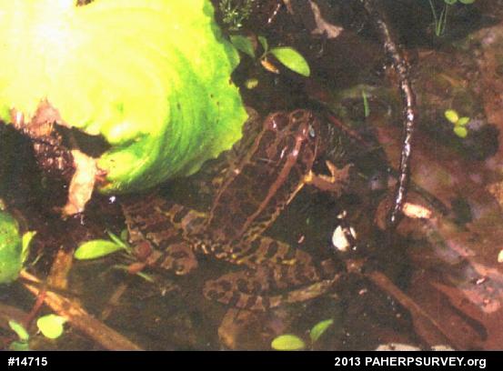 Pickerel Frog