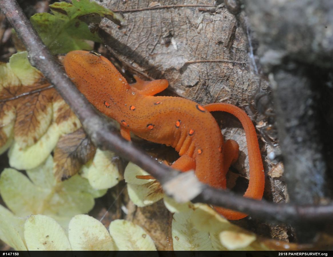 Red-spotted Newt