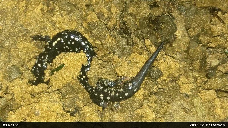 Northern Slimy Salamander