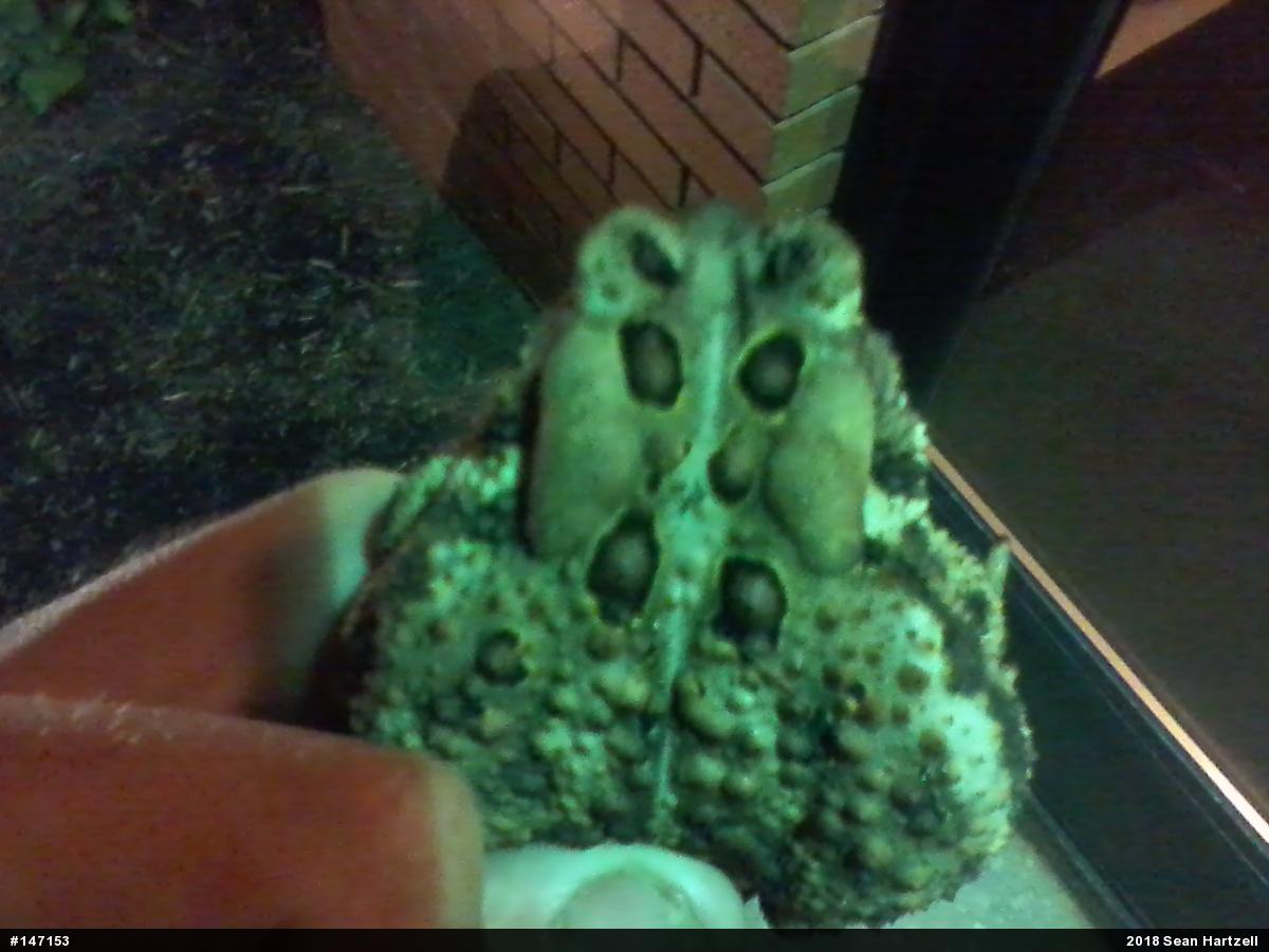 Eastern American Toad