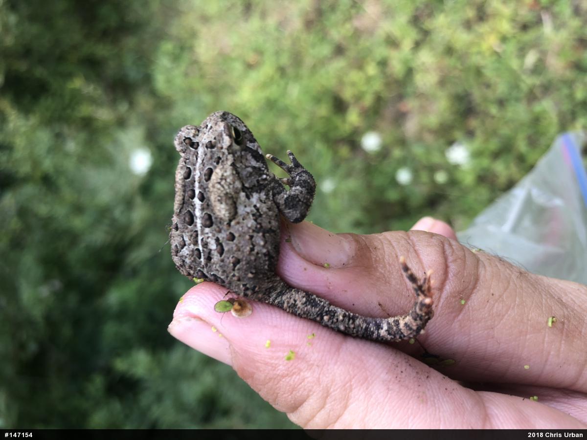 Eastern American Toad
