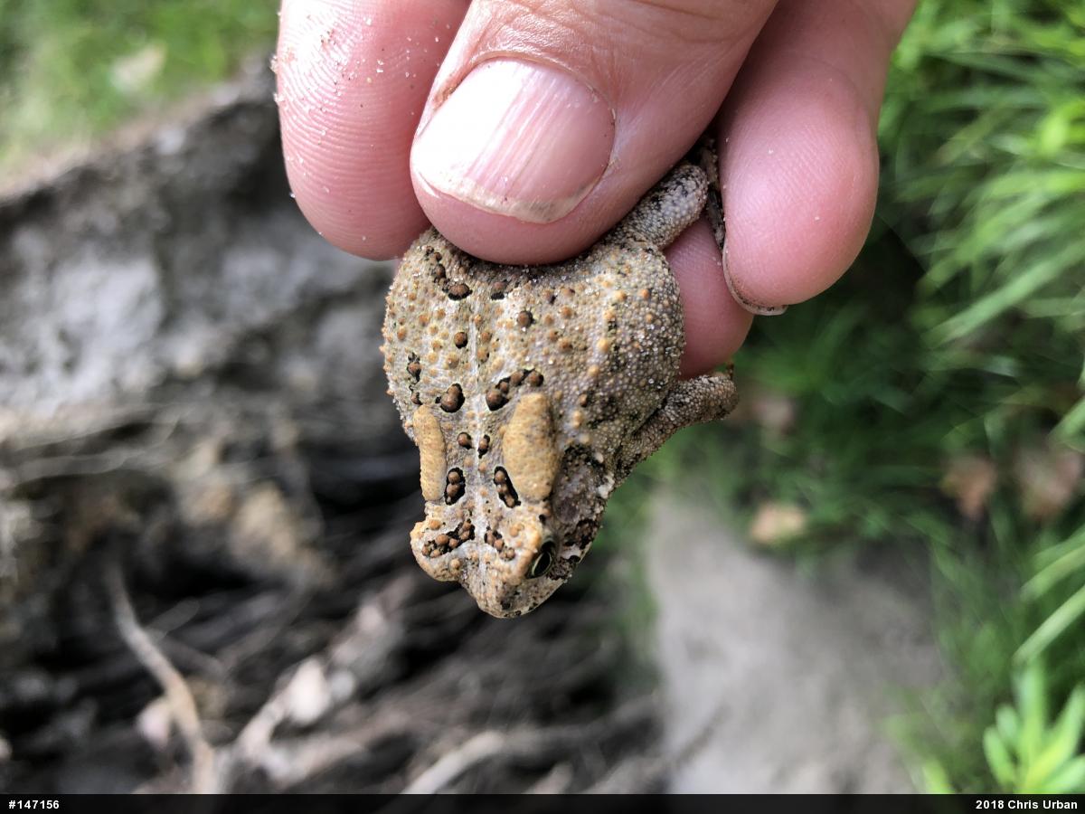 Eastern American Toad