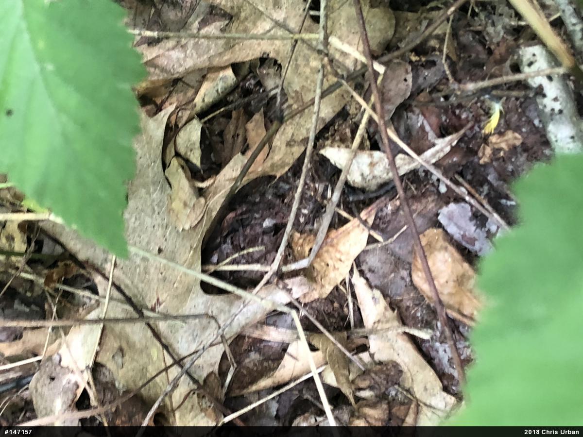 Spring Peeper