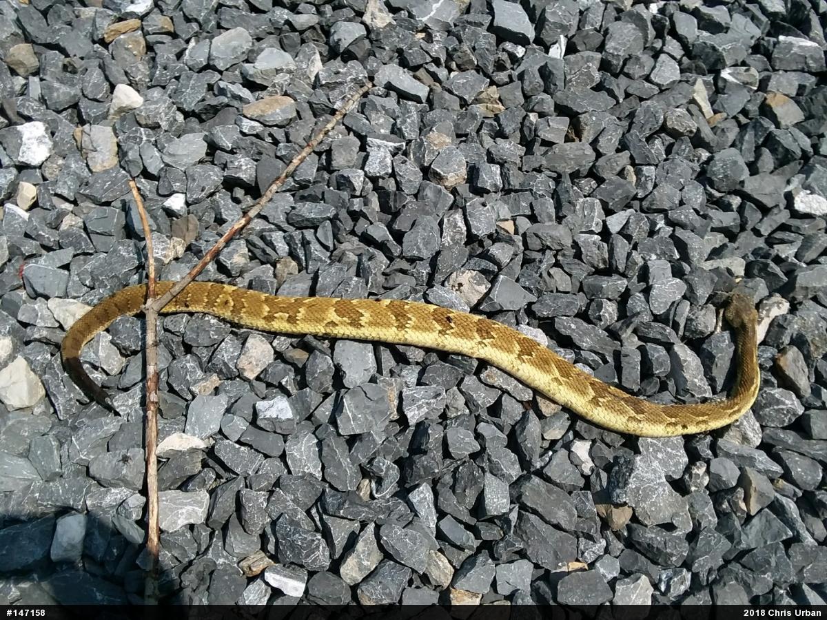 Timber Rattlesnake