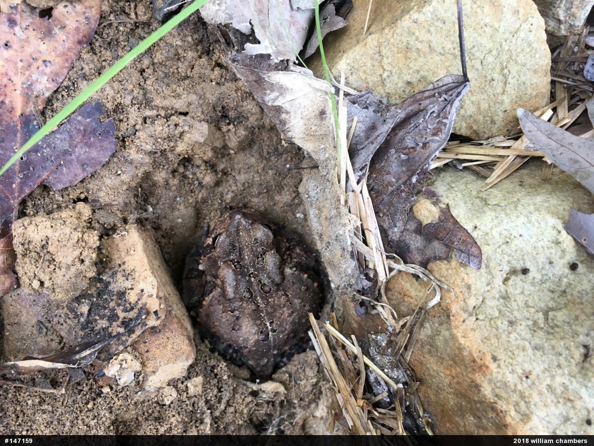 Eastern American Toad