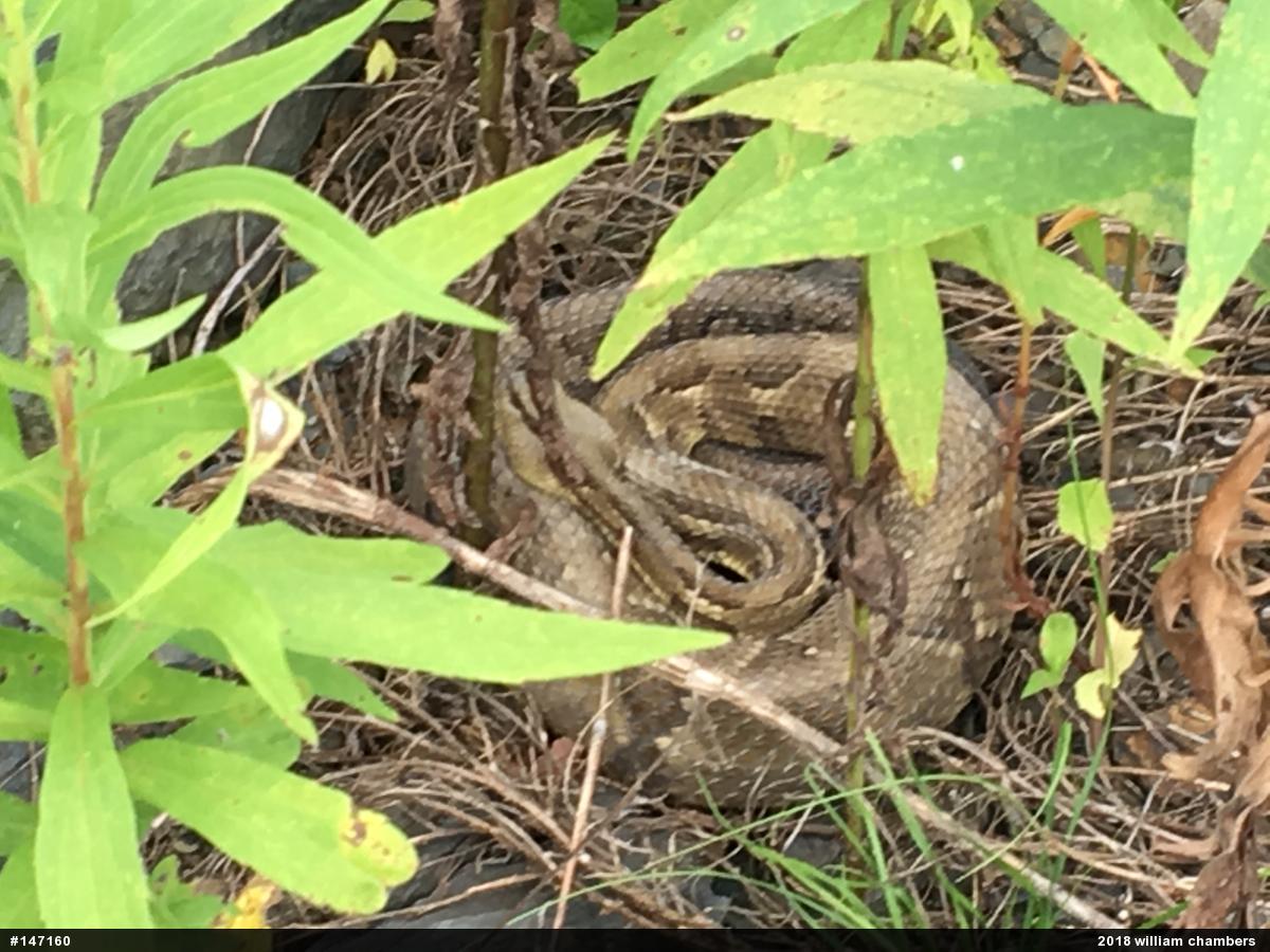 Timber Rattlesnake