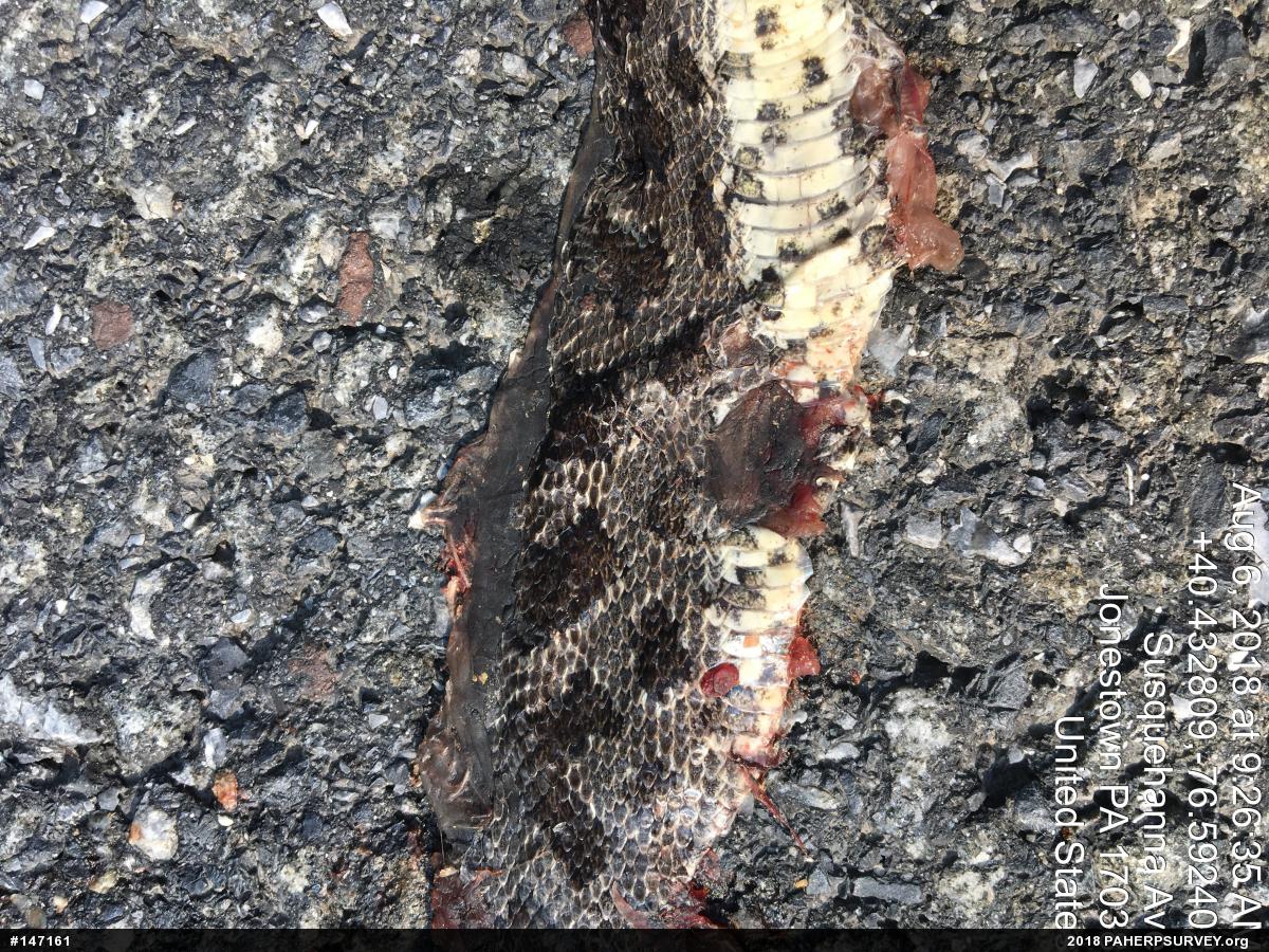 Eastern Ratsnake