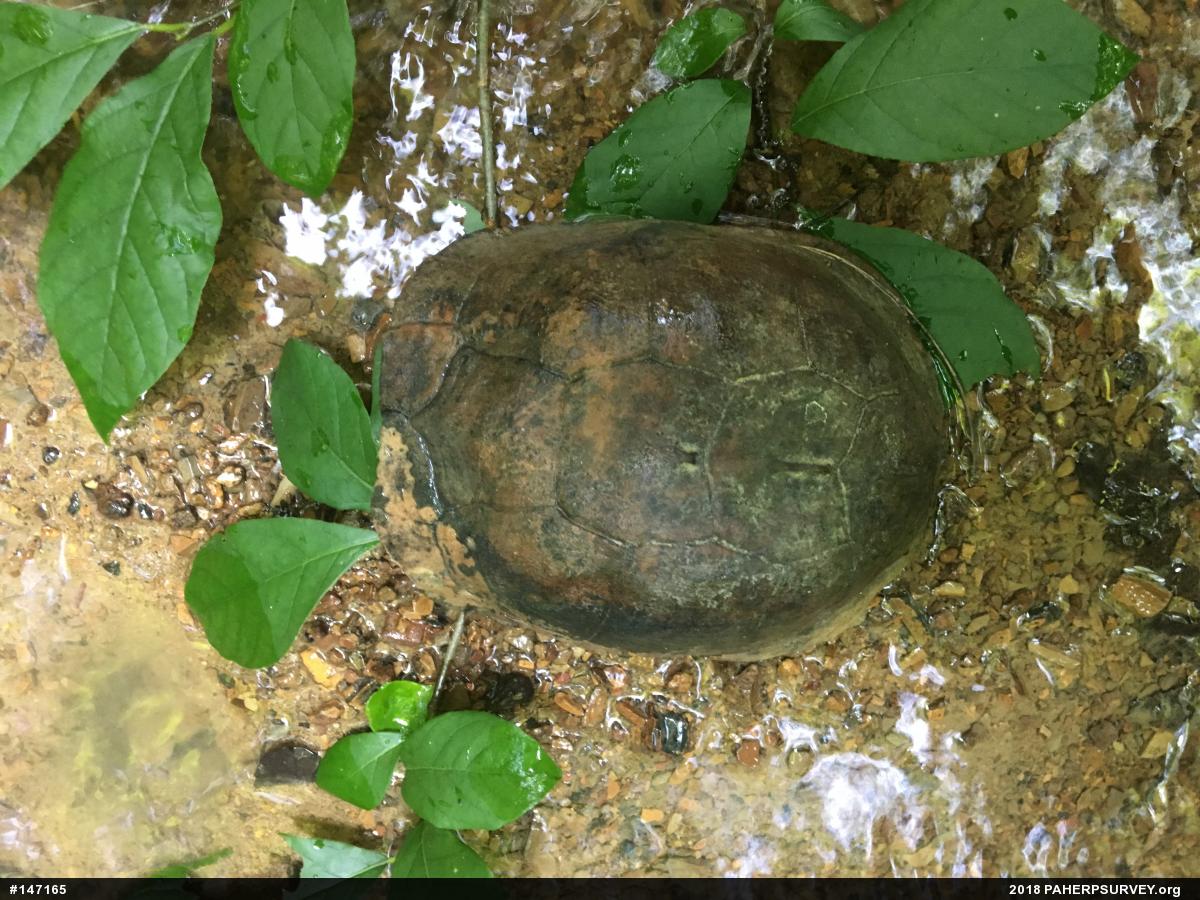 Eastern Box Turtle