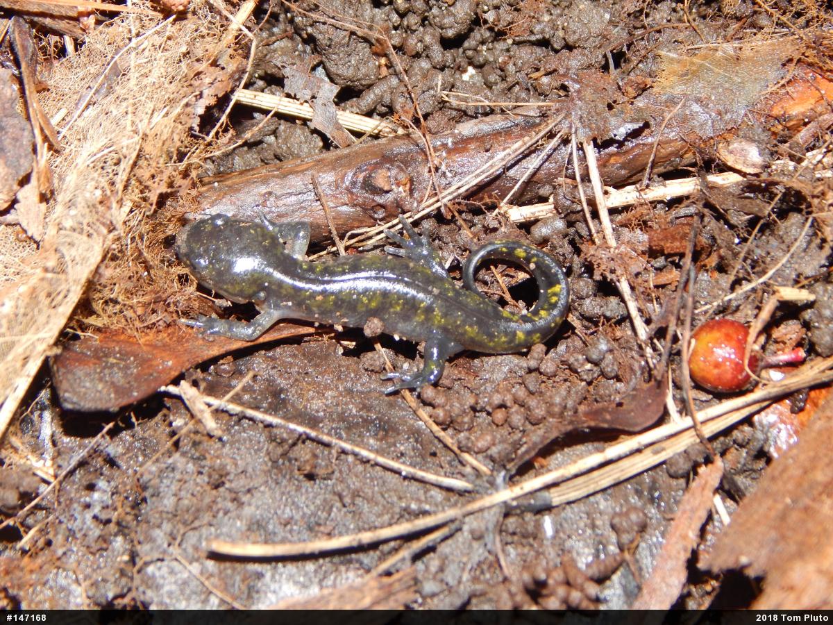 Spotted Salamander