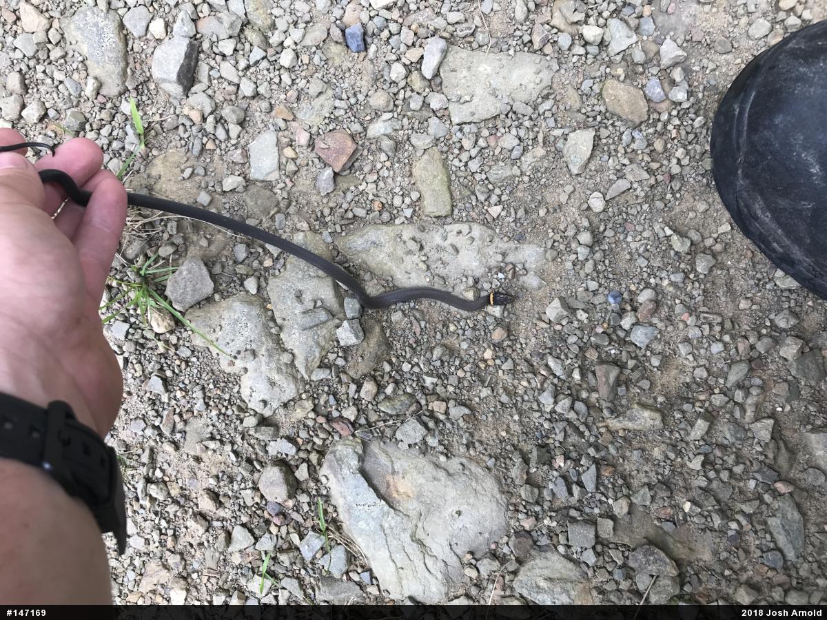 Northern Ring-necked Snake
