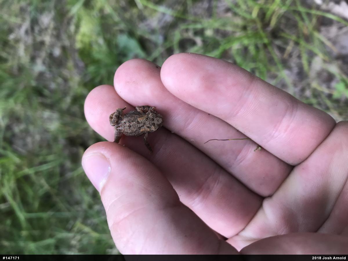 Eastern American Toad