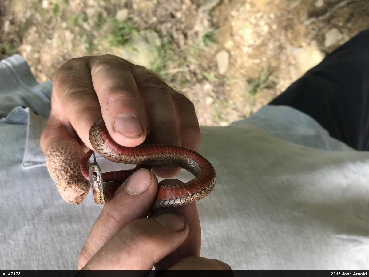 Red-bellied Snake