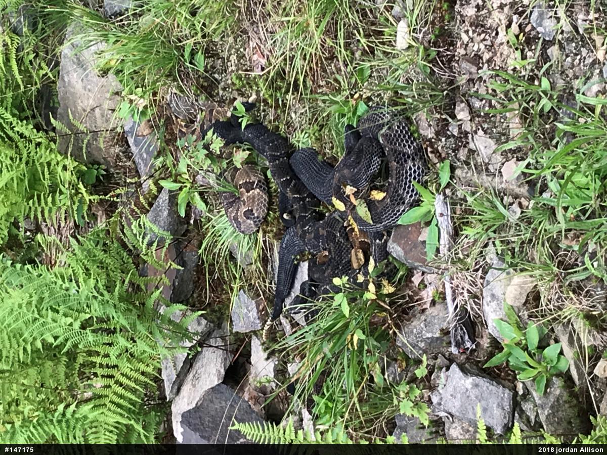 Timber Rattlesnake