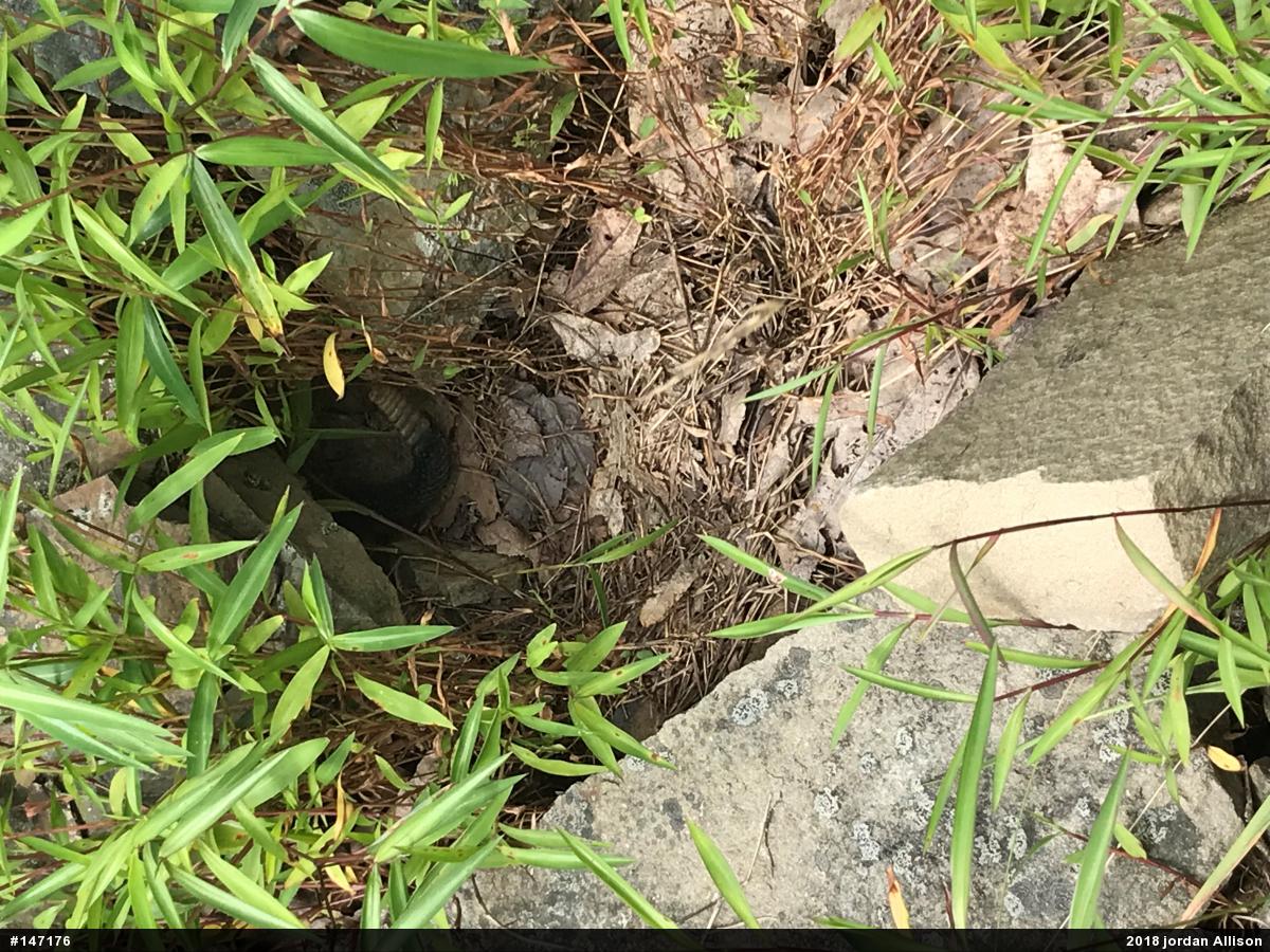 Timber Rattlesnake